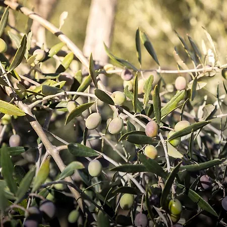 Agriturismo Cielsereno Farm stay *